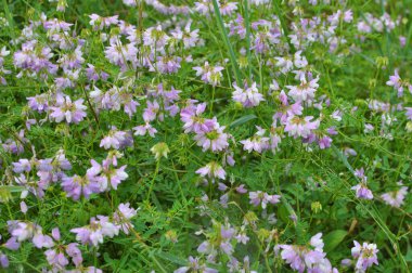 Doğada, Securigera varia yabani otlarda yetişir.