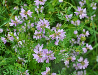 Doğada, Securigera varia yabani otlarda yetişir.