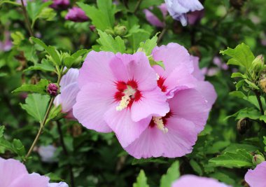 Yazın, doğada amber çiçeği açar.