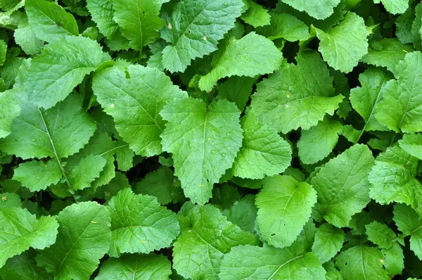 Mustard (Sinapis) is a valuable agricultural crop growing on a farm fiel