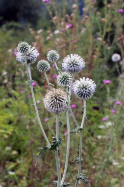 Vahşi doğada, bal bitkisi echinops sphaerocephalus çiçek açar.