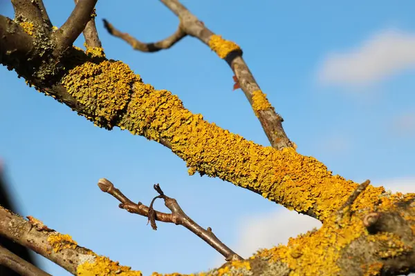 Ormanda, liken Xanthoria parietina bir ağacın kabuğunda yetişir..