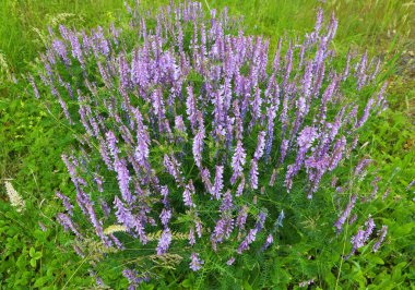 İnce yapraklı bezelyeler (Vicia tenuifolia) çayırlarda çiçek açar.