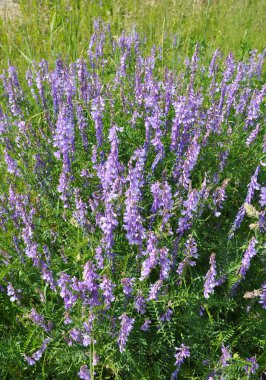 İnce yapraklı bezelyeler (Vicia tenuifolia) çayırlarda çiçek açar.