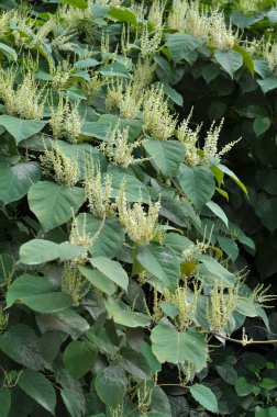 In summer, the perennial plant Reynoutria grows in nature