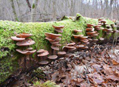 Vahşi doğada istiridye mantarı (Pleurotus ostreatus) ağaç gövdelerinde yetişir.