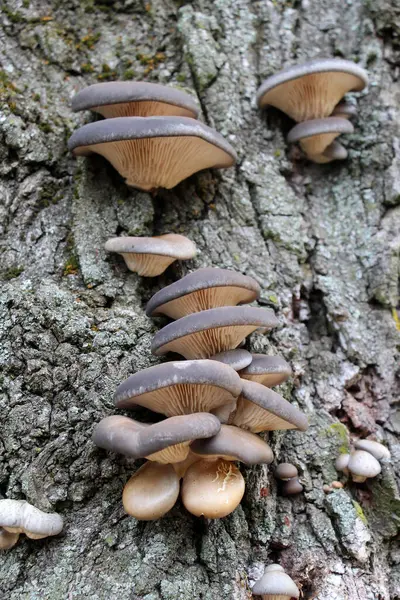 Vahşi doğada istiridye mantarı (Pleurotus ostreatus) ağaç gövdelerinde yetişir.