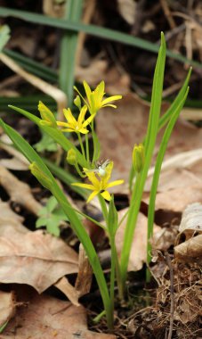 Erken bahar bitkisi Gagea Lutea ormanda açar.