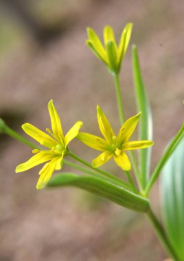 Erken bahar bitkisi Gagea Lutea ormanda açar.