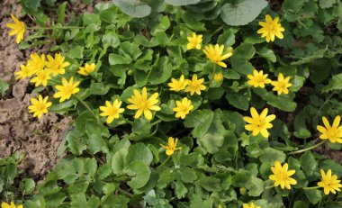 İlkbaharda, Ranunculus kurgu doğada çiçek açar.