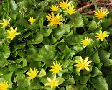 İlkbaharda, Ranunculus kurgu doğada çiçek açar.