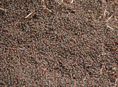 Bir orman karınca kolonisi bir karınca yuvasında bulunur.