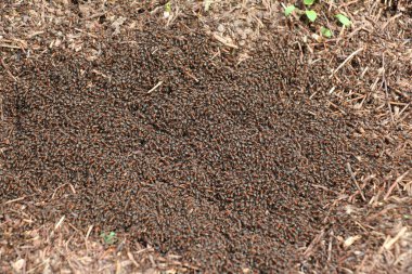 Bir orman karınca kolonisi bir karınca yuvasında bulunur.