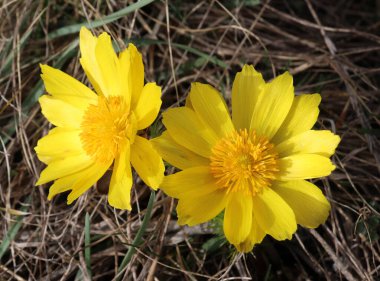 Adonis vernalis, on the hills grows in the wild clipart