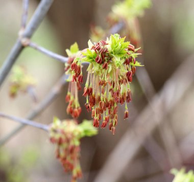 İlkbaharda, doğada akçaağaç (Acer negundo) çiçek açar.