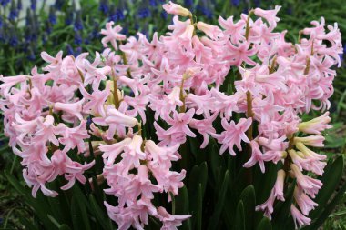 Bahar bahçesinde sümbüller açıyor.