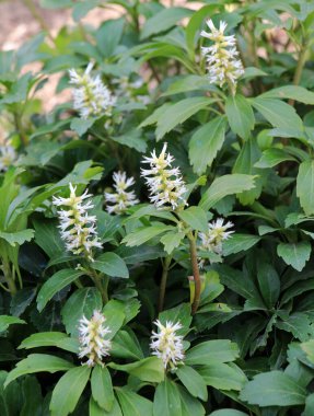 Valuable groundcover dwarf semi-shrub Pachysandra terminalis grows in the garden clipart