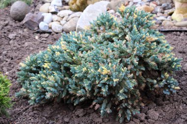 Cüce ardıç (Juniperus squamata) cüce formu peyzaj tasarımında kullanılır.