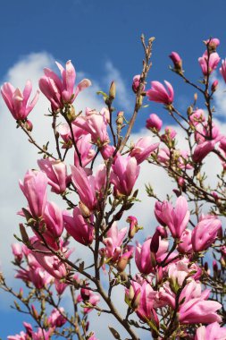 In the spring, a magnolia tree blooms in the garden