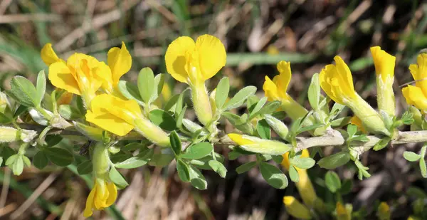Chamaecytisus baharda vahşi doğada çiçek açar.