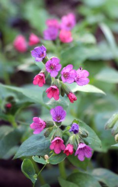 Erken bahar bitki Lungwort (göğüs) vahşi ormanda çiçek açar