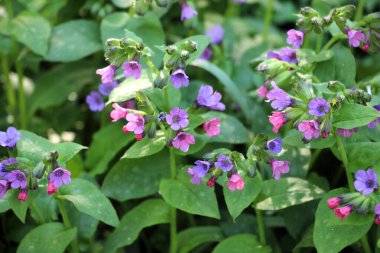Erken bahar bitki Lungwort (göğüs) vahşi ormanda çiçek açar
