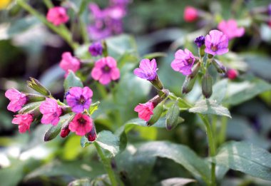 Erken bahar bitki Lungwort (göğüs) vahşi ormanda çiçek açar