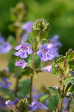 İlkbaharda, Glechoma hederacea doğada büyür ve çiçek açar.