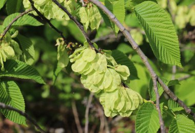 Bahar karaağacı (Ulmus glabra) yapraklı ve çiçekli dal
