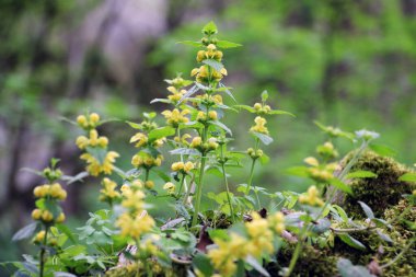 Ormanda ilkbahar, sarı, sağır ısırgan otu (Lamium galeobdolon) açar.