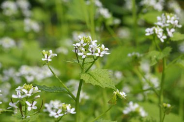 Vahşi doğada iki yıllık bir bitki yetişir at sarımsağı (Alliaria petiolata