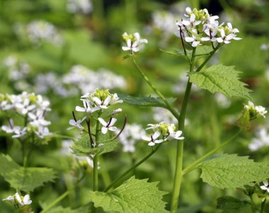 Vahşi doğada iki yıllık bir bitki yetişir at sarımsağı (Alliaria petiolata