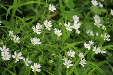 Vahşi ormanda bahar, Stellaria holostea çiçeğini açar.