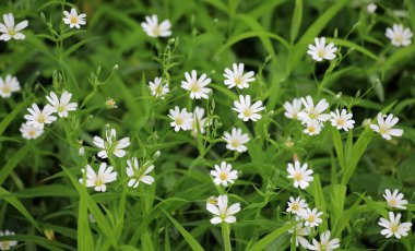 Vahşi ormanda bahar, Stellaria holostea çiçeğini açar.