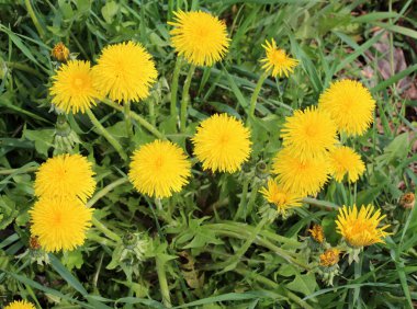 Karahindiba (Taraxacum officinale) baharda vahşi doğada yetişir.