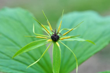 İlkbaharda ormandaki vahşi Paris kuadrifolisi çiçek açar.