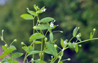 Omphalodes akrepleri baharda ormanda yetişir.