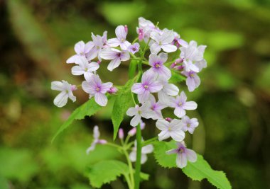 İlkbaharda, Lunaria rediviva ormanda doğada çiçek açar.