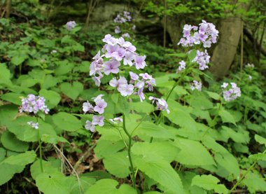 İlkbaharda, Lunaria rediviva ormanda doğada çiçek açar.