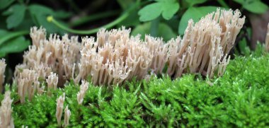 Coral mushrooms (Artomyces pyxidatus) grow in the wild clipart