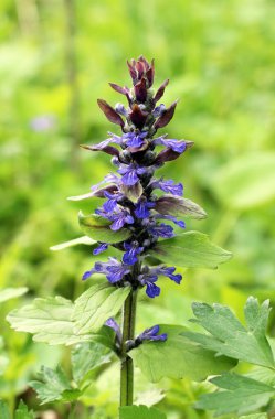 Ajuga sürüngenleri doğada büyür ve çiçek açar.