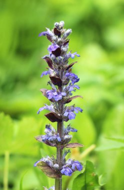 Ajuga sürüngenleri doğada büyür ve çiçek açar.