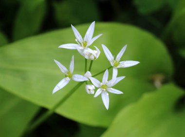 Allium ursinum grows in the forest, in the wild