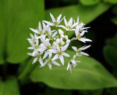 Allium ursinum grows in the forest, in the wild