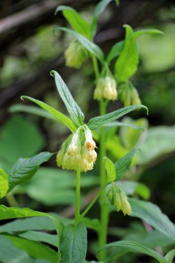 Tuberous comfrey (Symphytum tuberosum) grows in the wild in spring