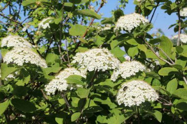 İlkbaharda Viburnum 'un vahşi çiçeklerinde (Viburnum lantana)