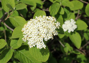 İlkbaharda Viburnum 'un vahşi çiçeklerinde (Viburnum lantana)