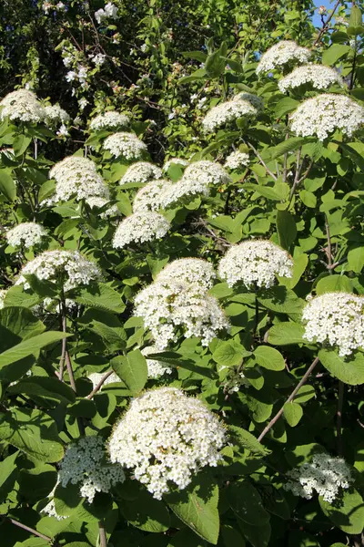 İlkbaharda Viburnum 'un vahşi çiçeklerinde (Viburnum lantana)