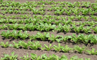 Yazın başında, bir tarla tarlasında şeker pancarları büyür.