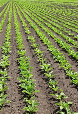Yazın başında, bir tarla tarlasında şeker pancarları büyür.